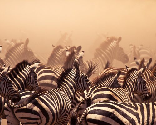 5e65c187-91c2-41e1-9344-e35ae8309f78