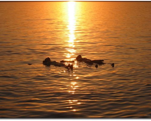 b79401fb-4e4b-487f-a12a-bd6f71cf721d