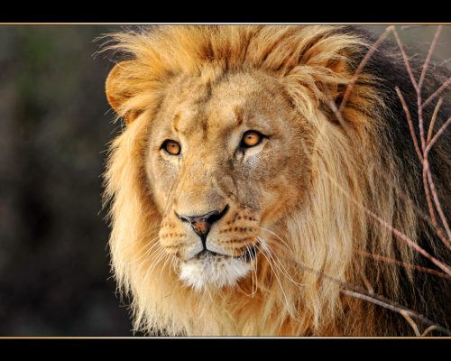 Picture by Tambako the Jaguar