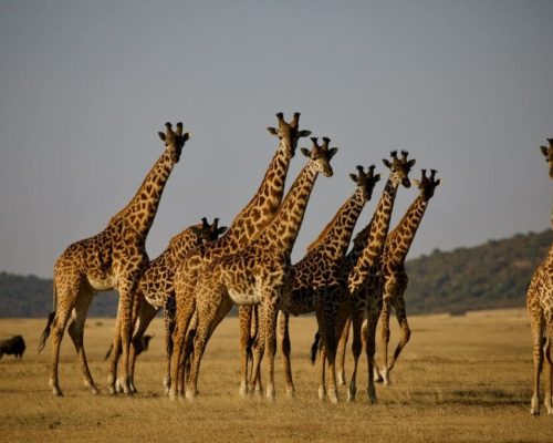 gyurrvbm5jq-1024x683-1