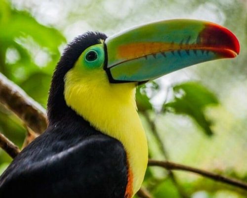 tucan-copia-1024x602-1