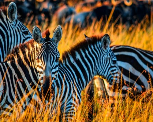 zbjwmkhj_yi-1024x678-1